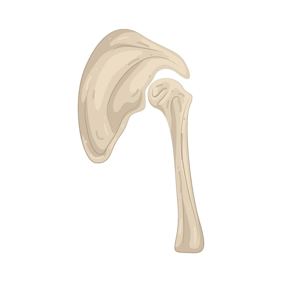 Illustration of Shoulder Blade vector