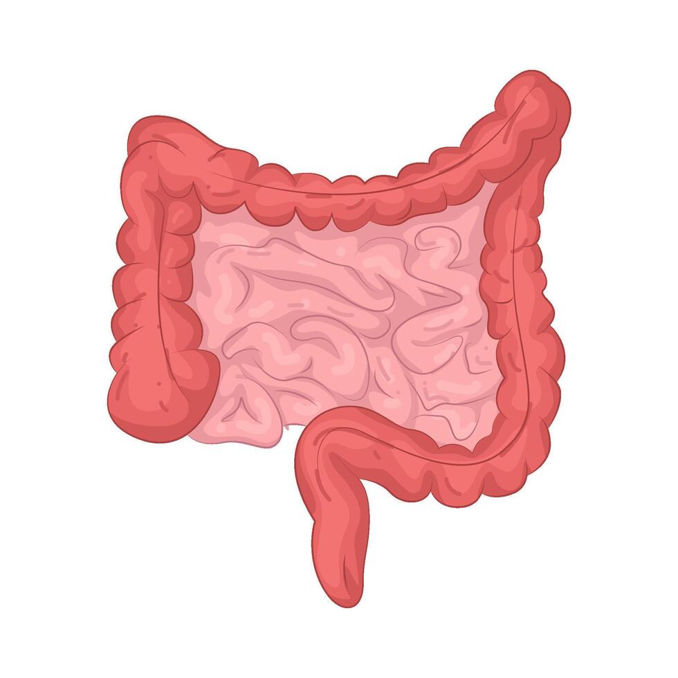 Illustration of Intestines vector