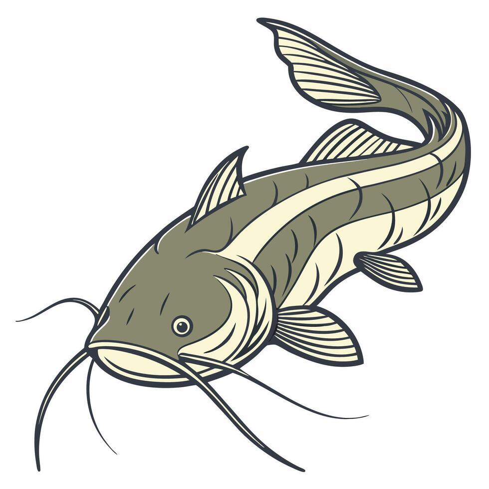 catfish fish illustration vector