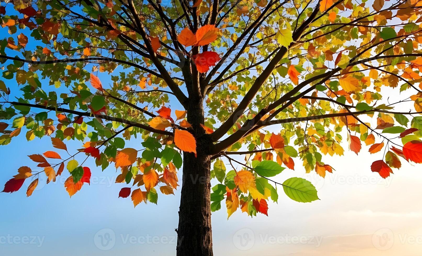 A tree with colorful leaves is shown against a blue sky photo
