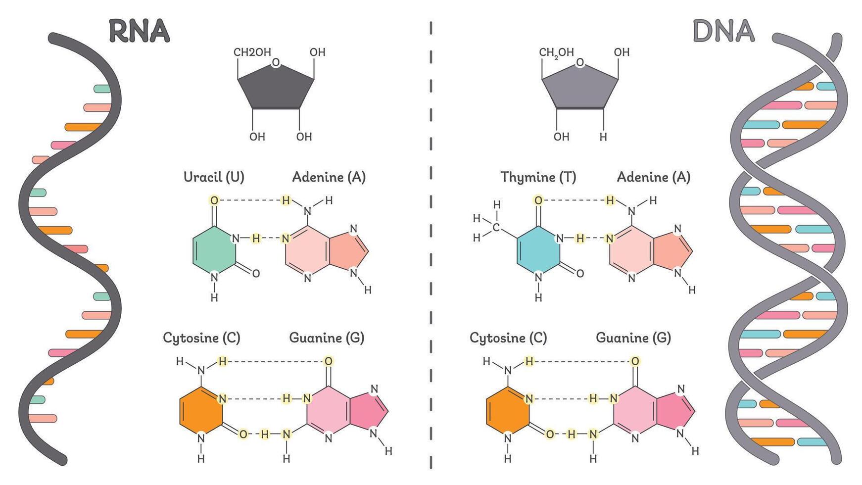 DNA versus RNA genomic educational diagram vector