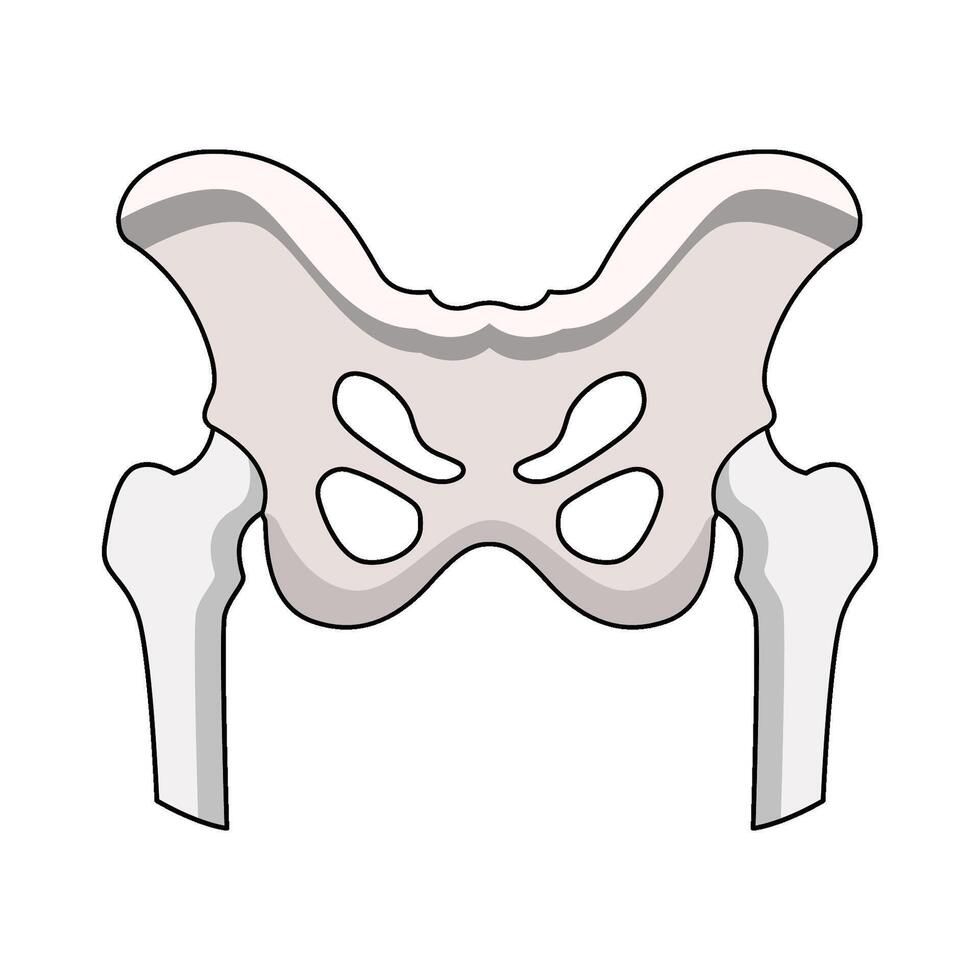 illustration of Hip vector