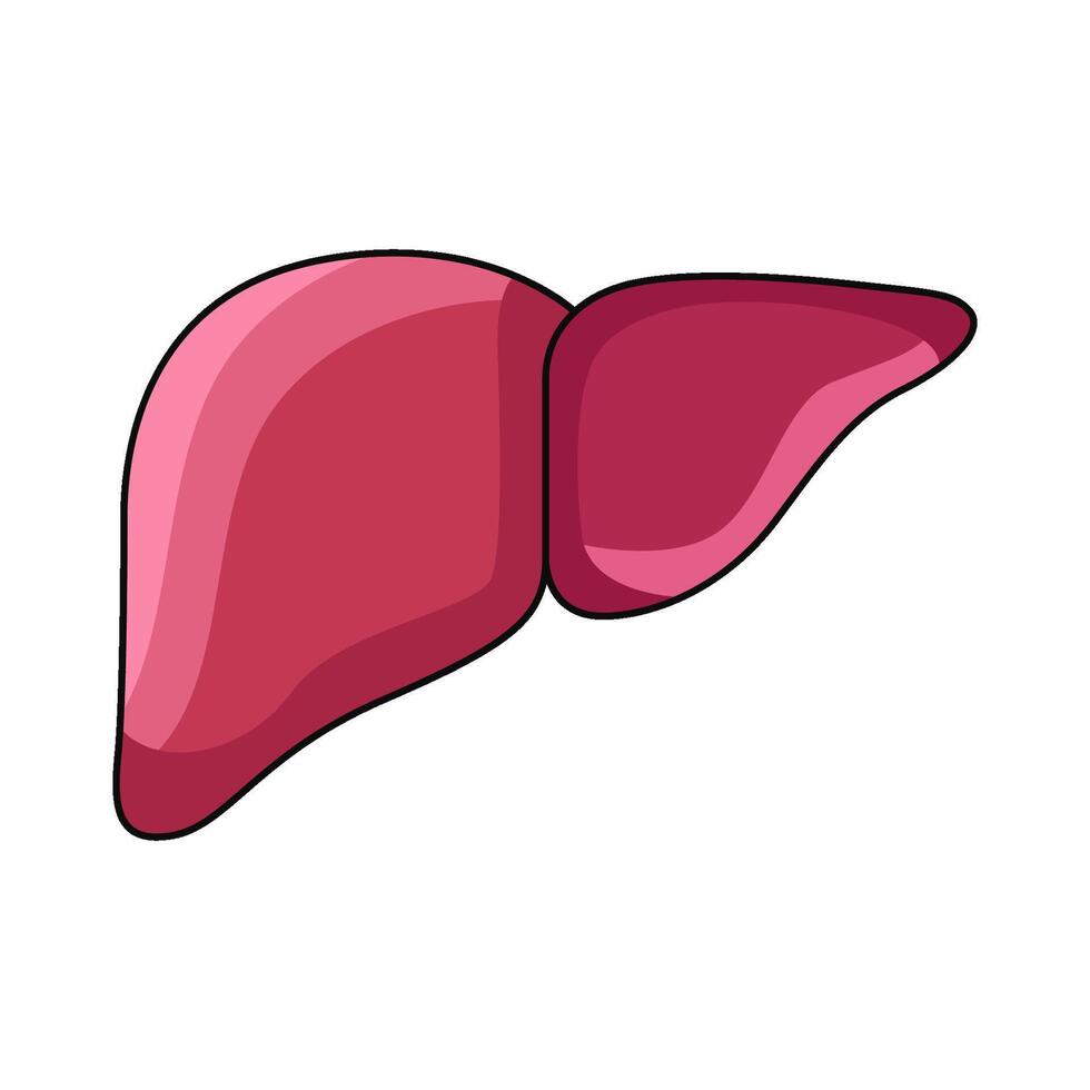 illustration of Liver vector