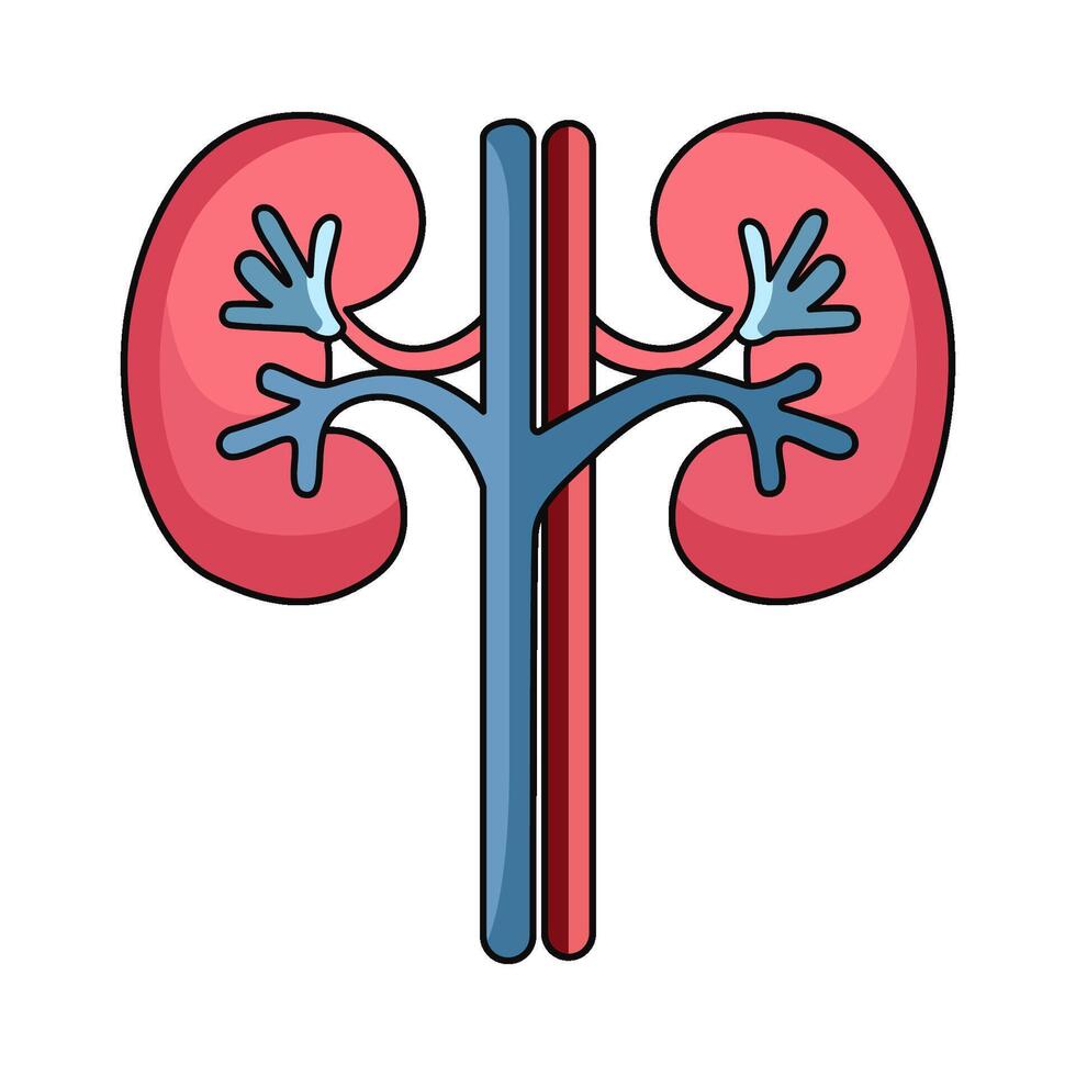 illustration of Kidneys organ vector