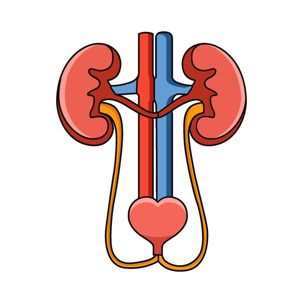 illustration of Urinary System vector