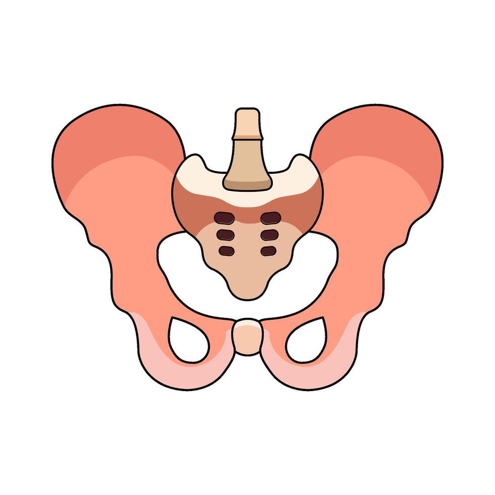illustration of Pelvis vector