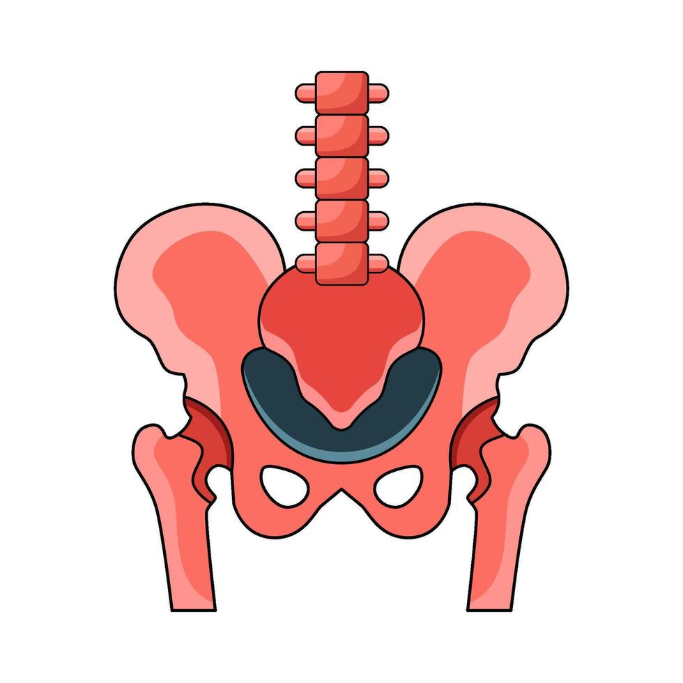 illustration of Tailbone vector