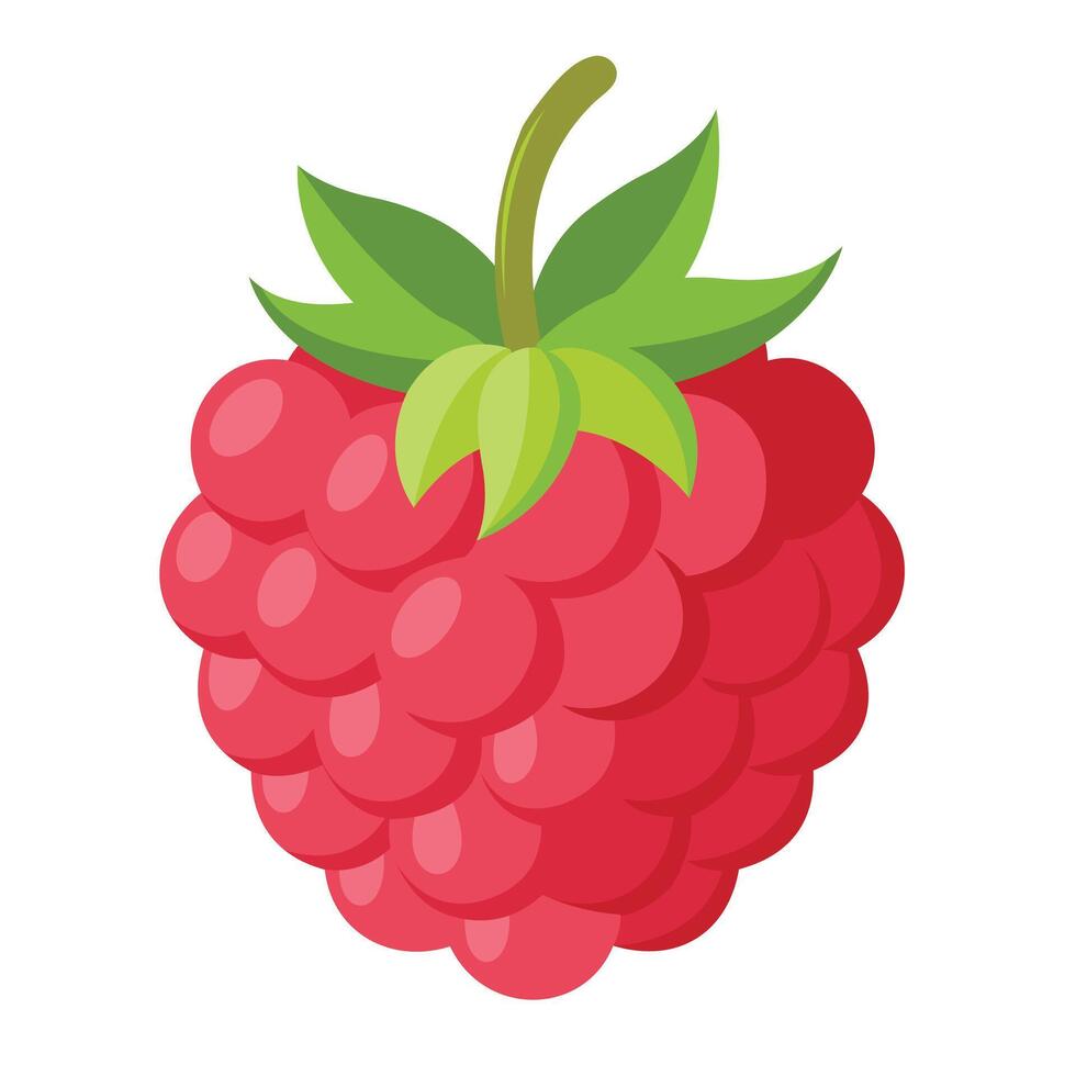 single raspberry fruit on White Background vector