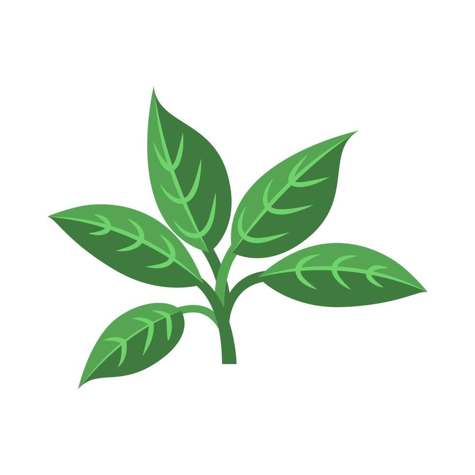 Green Leaf Vegetable Illustration vector
