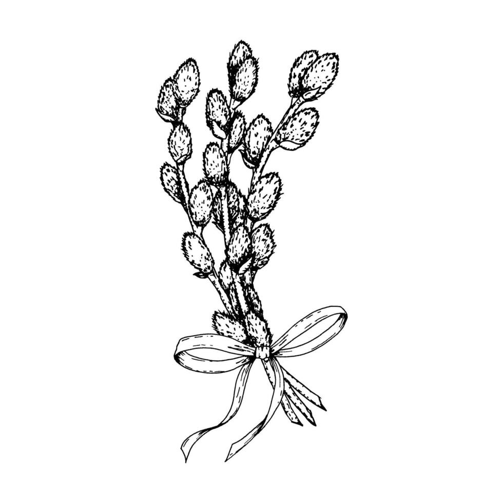 Hand drawn black and white illustration of a bunch of willow branches tied with a ribbon. Perfect for Easter, spring greeting cards, seasonal decor, nature themes and botanical prints. vector