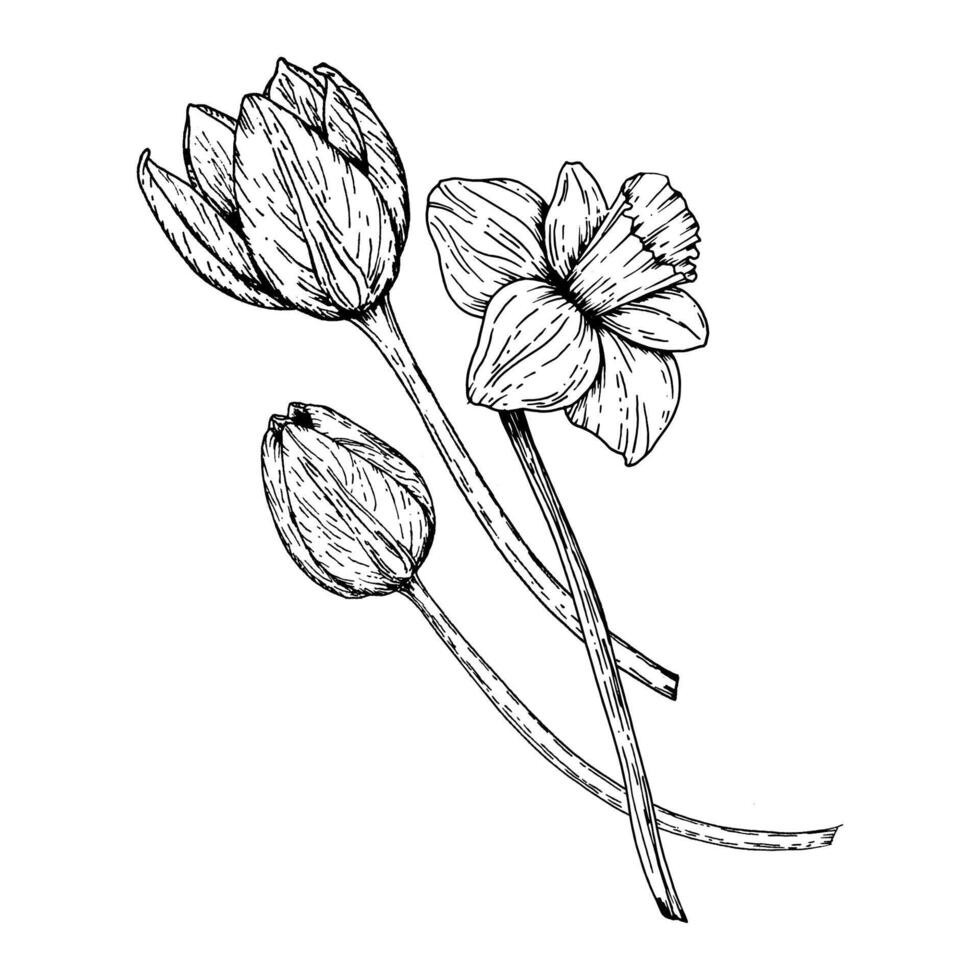Black and white hand drawn illustration of blooming tulip and daffodil. Perfect for spring projects, botanical prints, Easter, International Women s Day, and March 8 greeting card designs vector