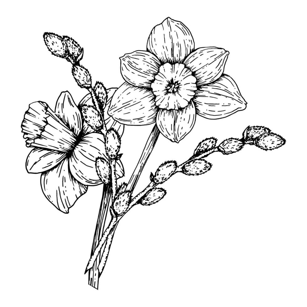 illustration of a spring bouquet with daffodils and willow branches. Hand drawn black and white ink line art. Perfect for Easter, 8 March, greeting cards, and seasonal decor. vector