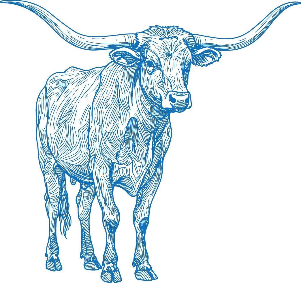 Highly Detailed Vintage Hand-Drawn Texas Longhorn Cow Illustration with Long Curved Horns Standing in Rustic Style for Farm and Western Themed Artwork vector