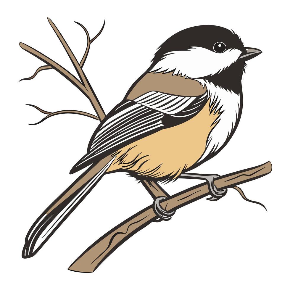 a black and white bird sitting on a branch vector