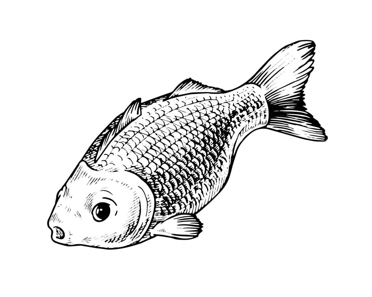 black and white illustration. Hand drawn art on the theme of fish. With a white isolated silhouette on the background vector