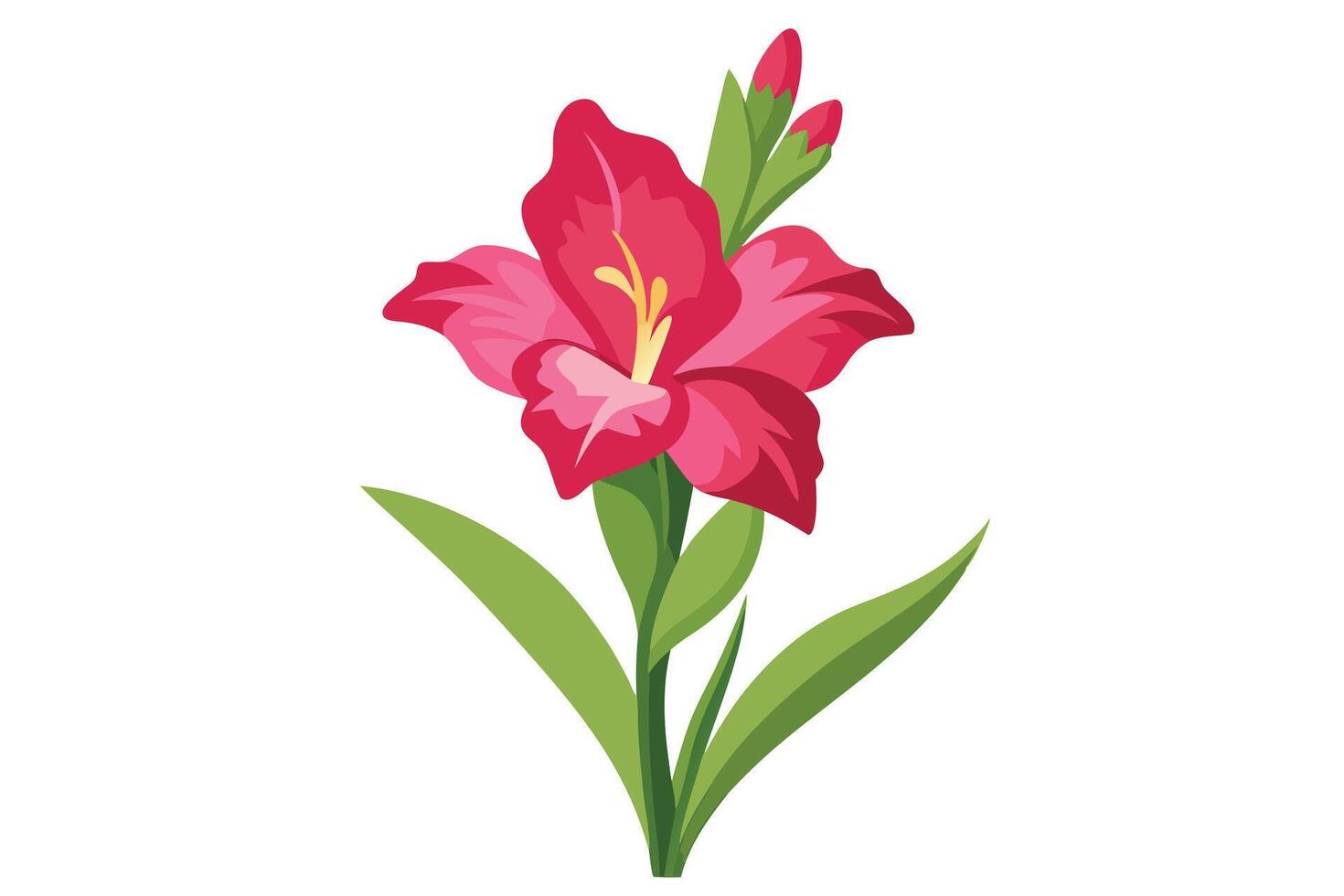 Vibrant pink gladiolus flower illustration vector