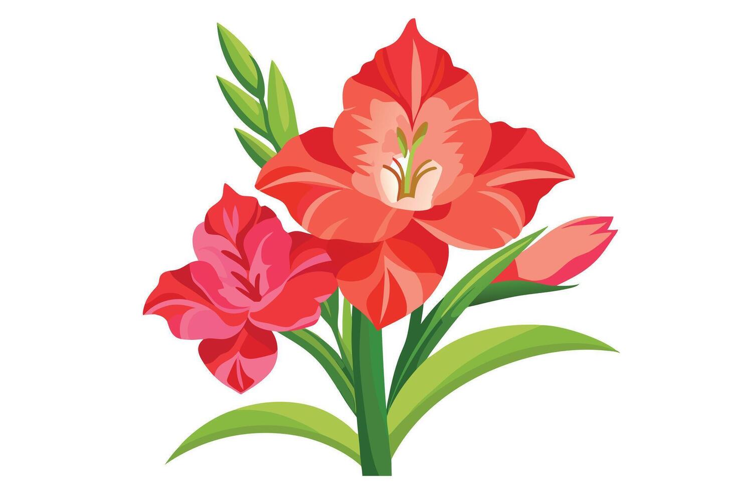 A Vibrant red and pink gladiolus flower bouquet illustration vector