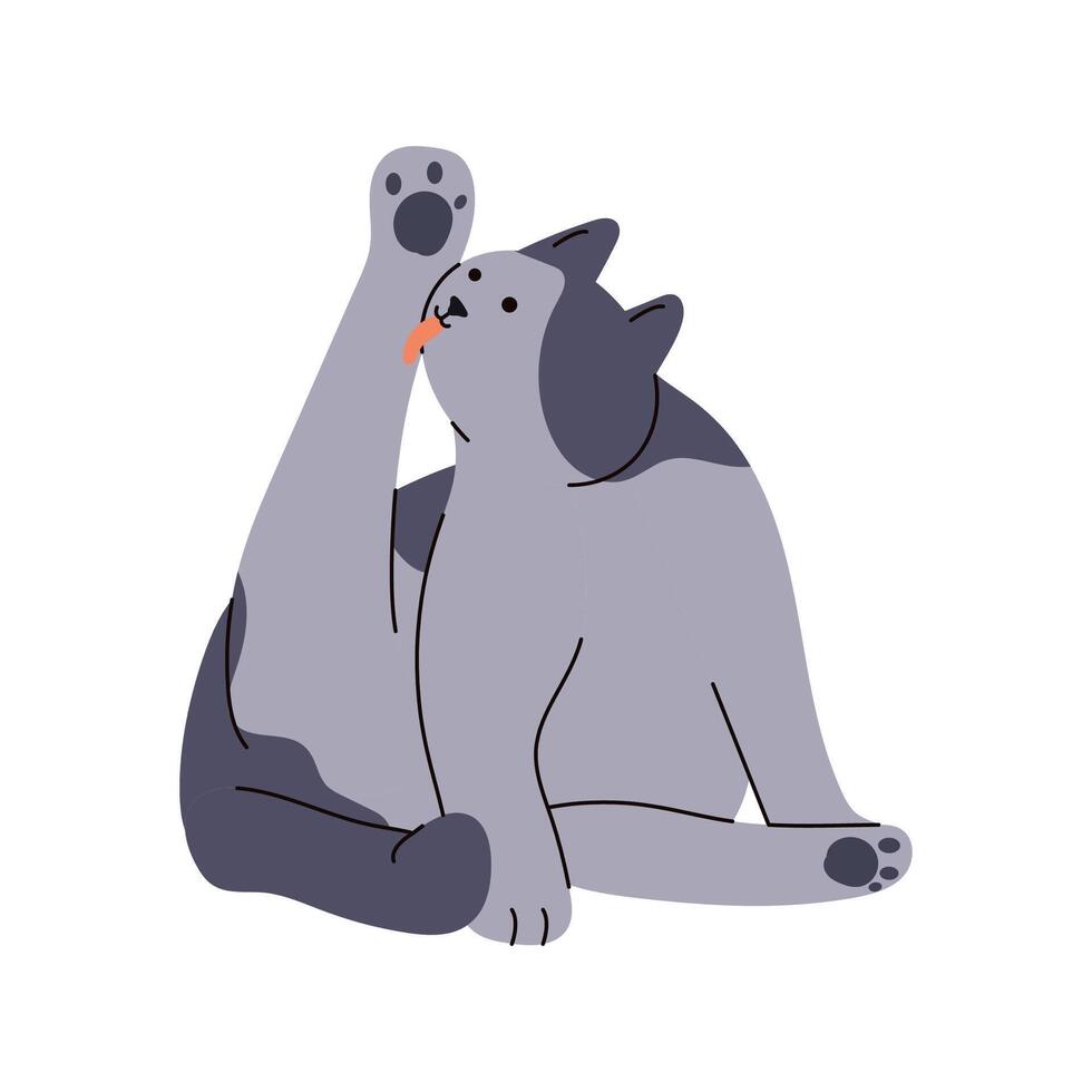 Flat Cute Cat Licking Leg vector