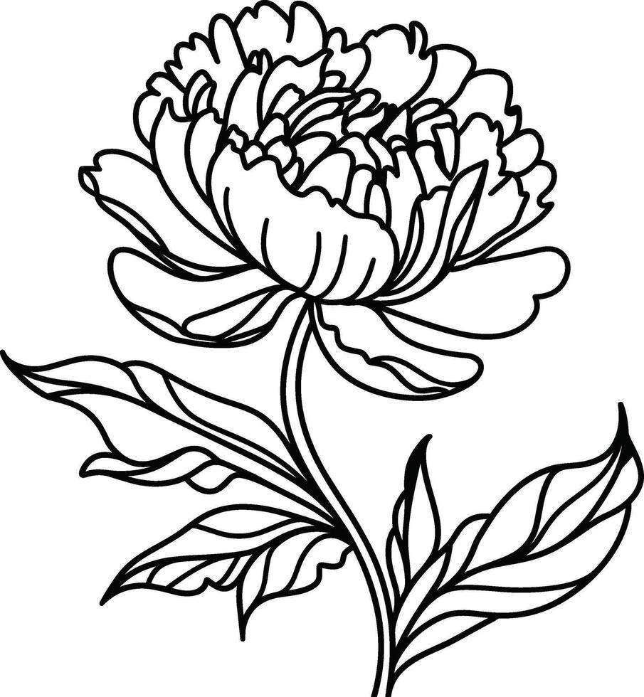 Peony Flower Outline vector