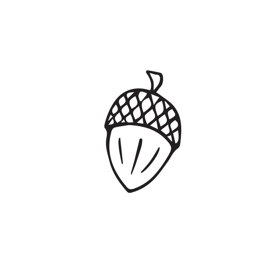Hand drawn doodle sketch acorn isolated vector