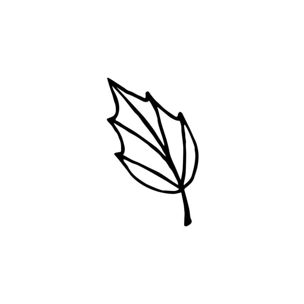 Hand drawn doodle sketch autumn leaf isolated vector