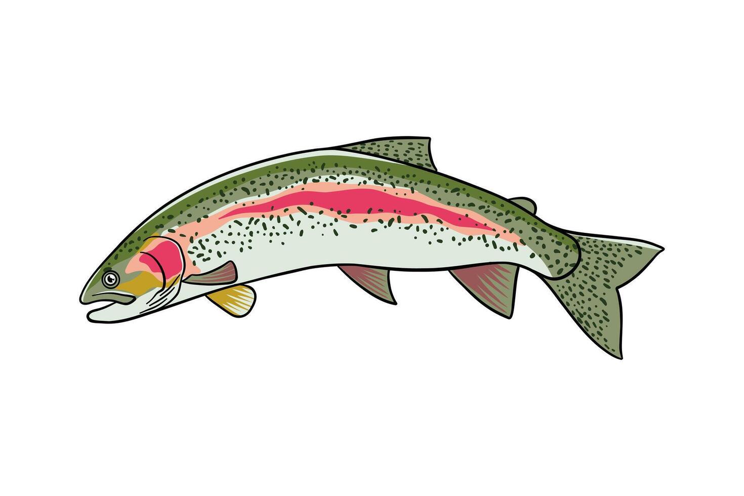 Rainbow Trout fish colored illustration vector