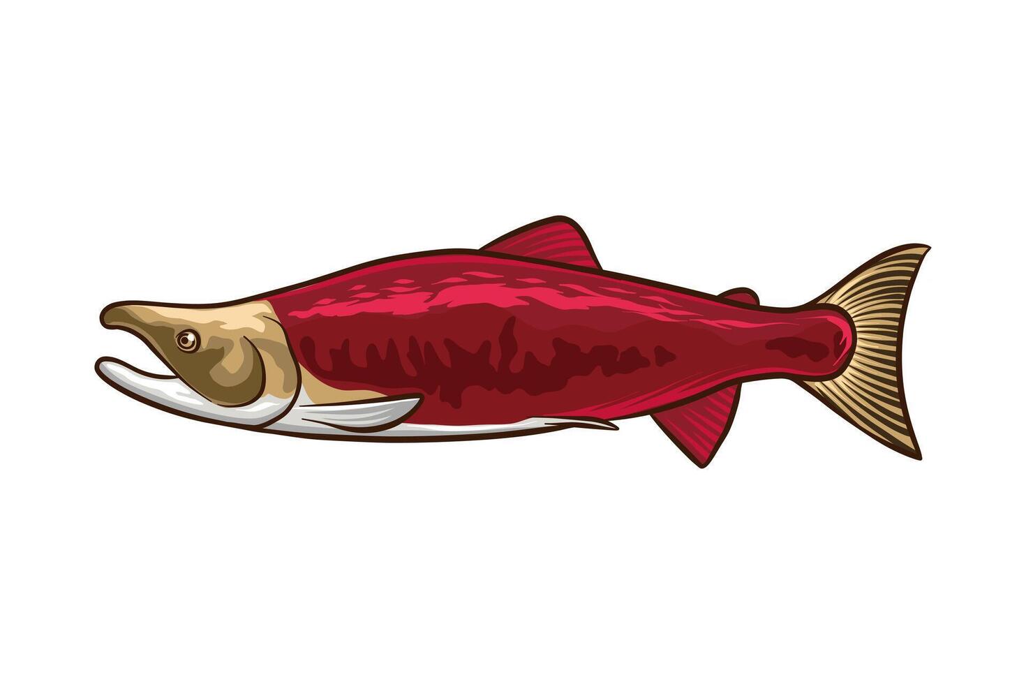 hand drawn red salmon fish illustration vector