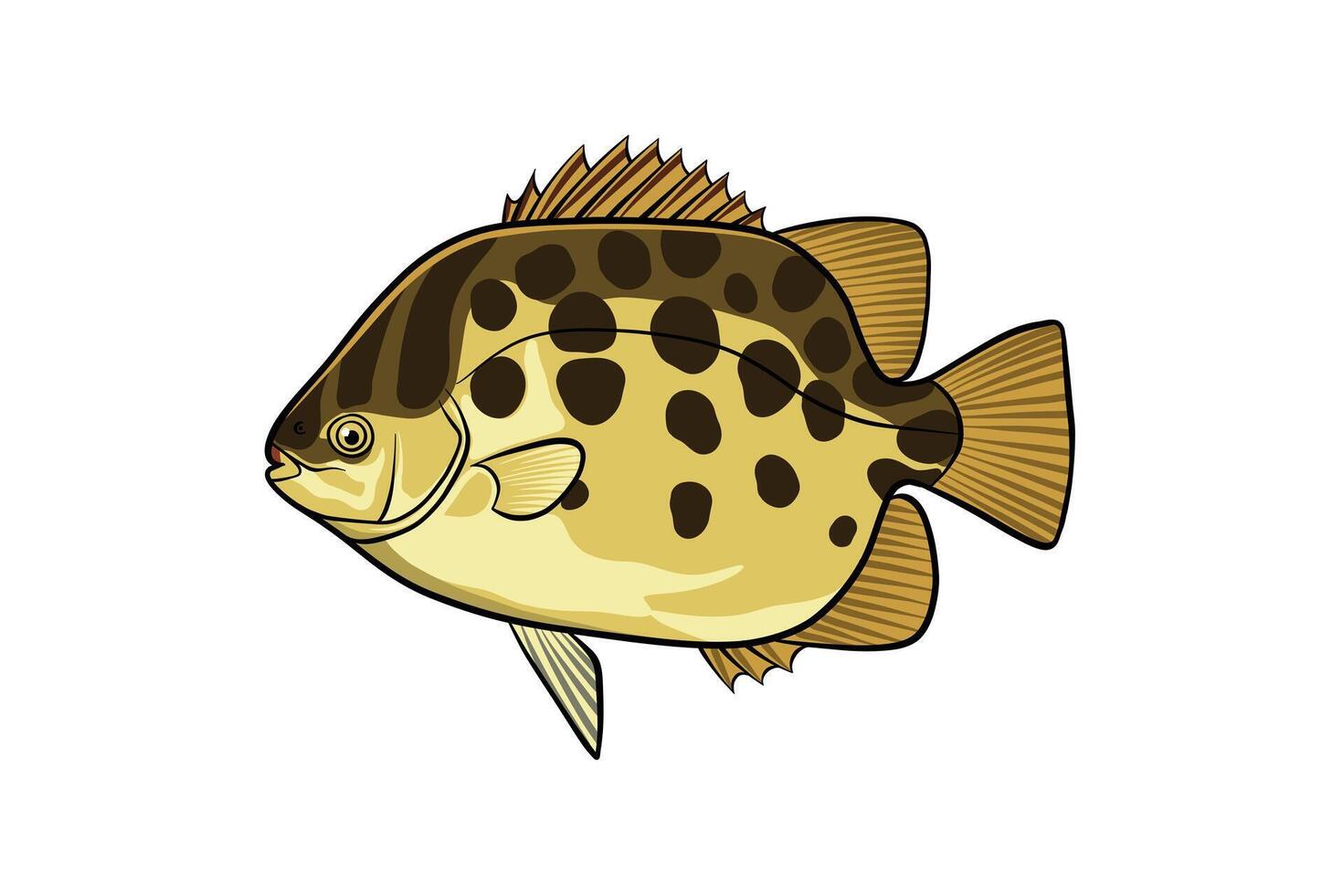 Hand drawn illustration of Spotted scat fish vector