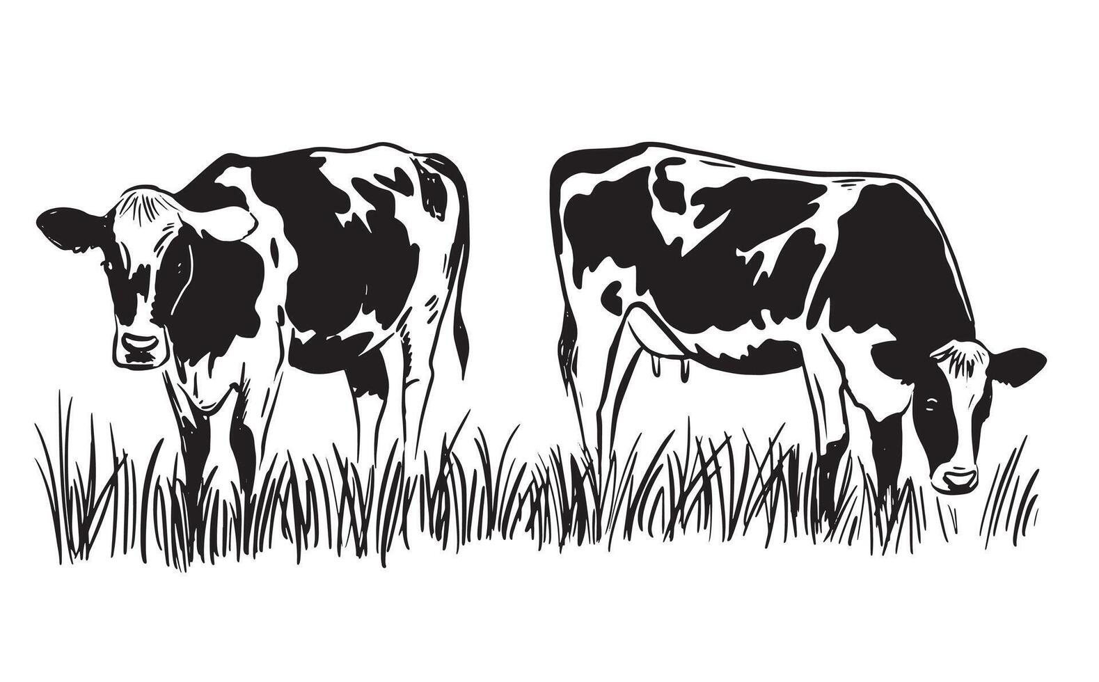 cow on the grass vector