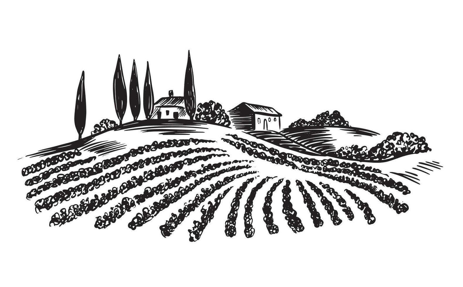 Vineyard landscape, sketch, hand drawn on white vector
