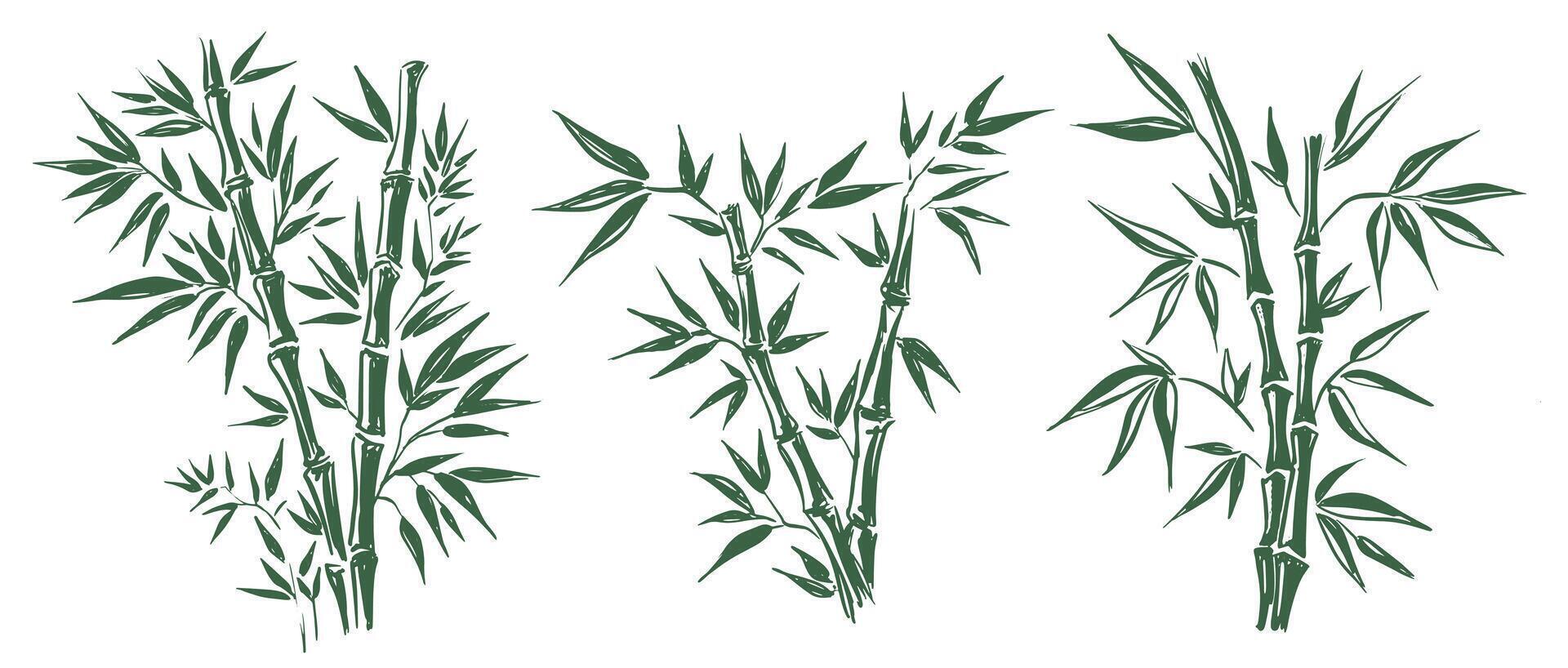 Green Bamboo tree, Hand drawn style on white. vector