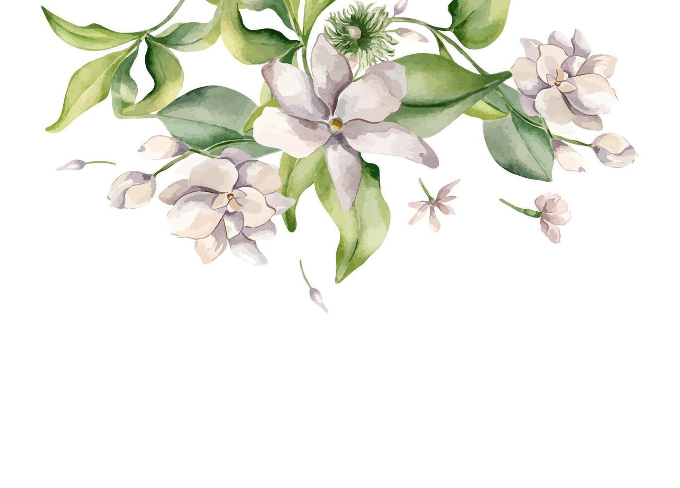 Watercolor jasmine flowers arrangement on banner isolated. Floral invitation in pale pink tones in botanical style hand drawn. Bloom of gardenia on leaves painted for design label, package, wedding. vector