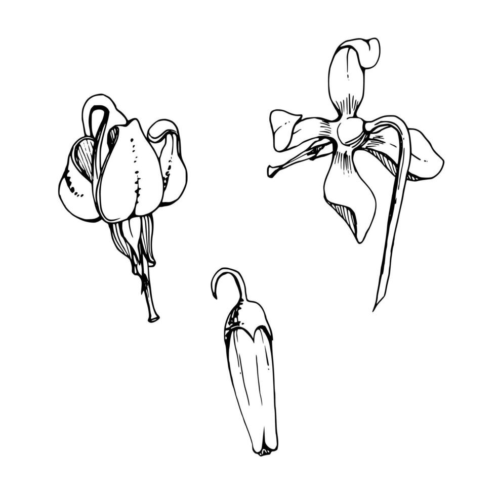 Cranberry pink lily flower bud on stalk stem, inflorescence wildflower botanical illustration hand drawn in ink. Isolated single element set. Scrapbooking, wedding, florist shop, decoupage vector