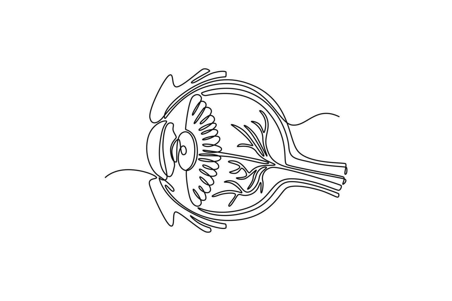 Eyes Anatomy. parts of the body concept. Single line draw design. graphic illustration vector