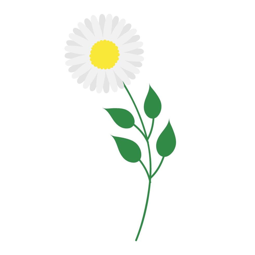 chamomile flower icon over white background colorful design illustration vector