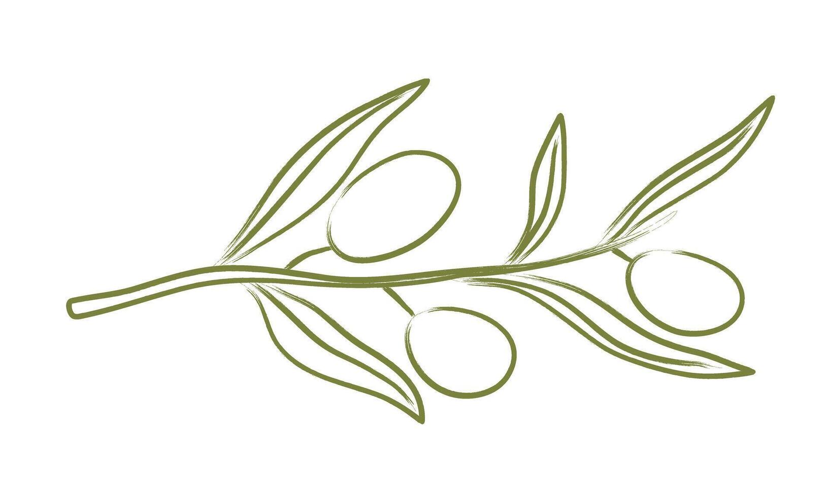 Hand drawn olive tree branch. Chalk charcoal olives. Doodle pencil brush for sketch, ink art, menu, tattoo, poster. Minimal isolated illustration. vector
