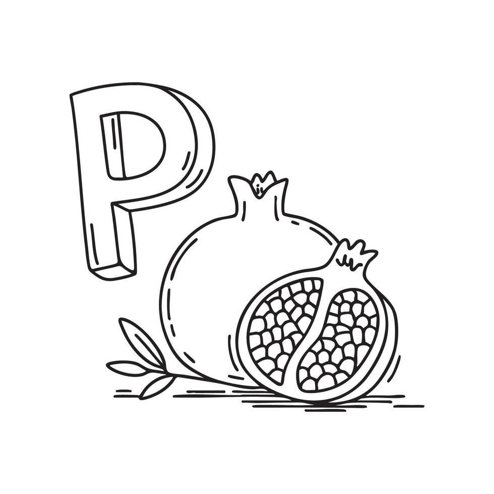 An illustration of letter P stand for pomegranate vector