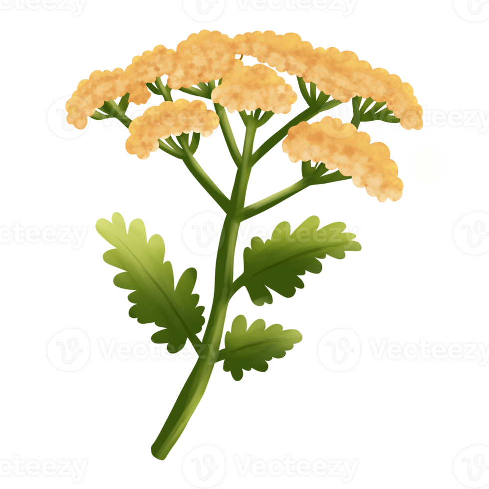 Yarrow Flower illustration png