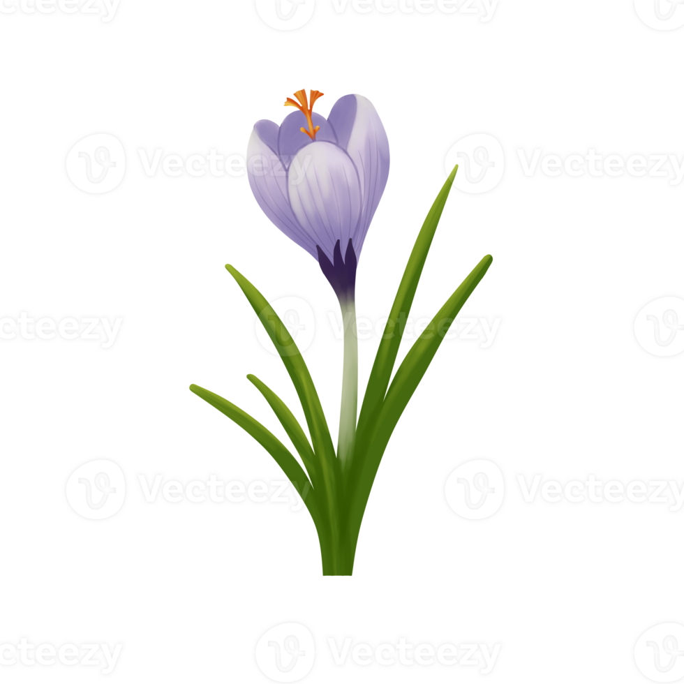 spring crocus flowers png