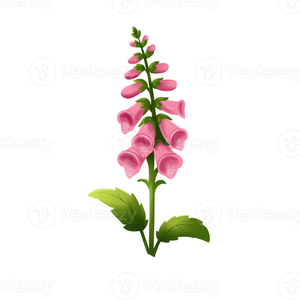 Pink snapdragon Flower illustration png