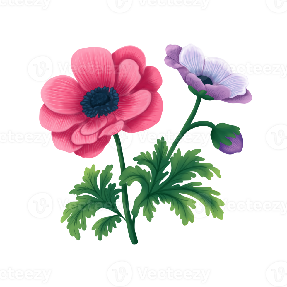 Anemone Flower illustration png