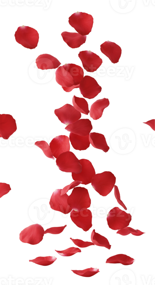 Red rose petals falling gracefully from above png