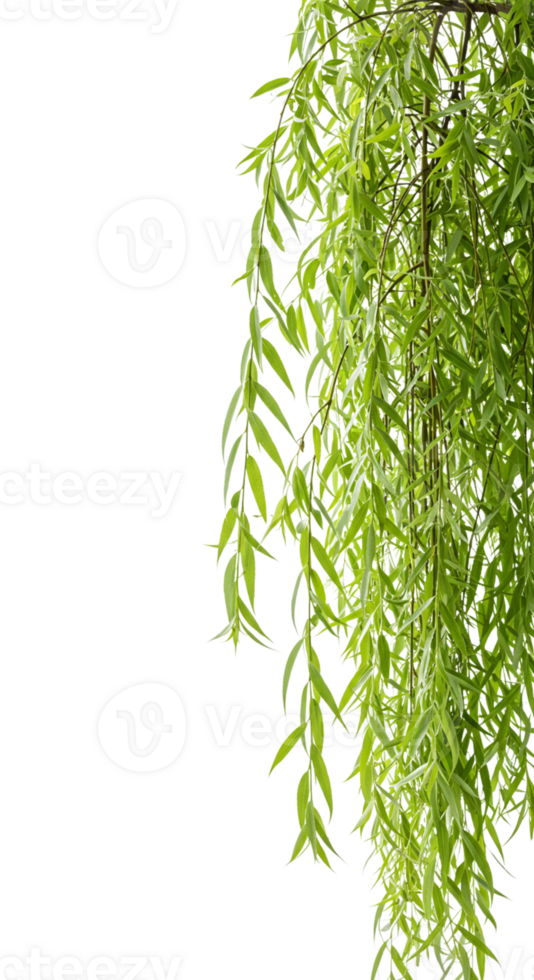 Vibrant green leaves cascading down gently png