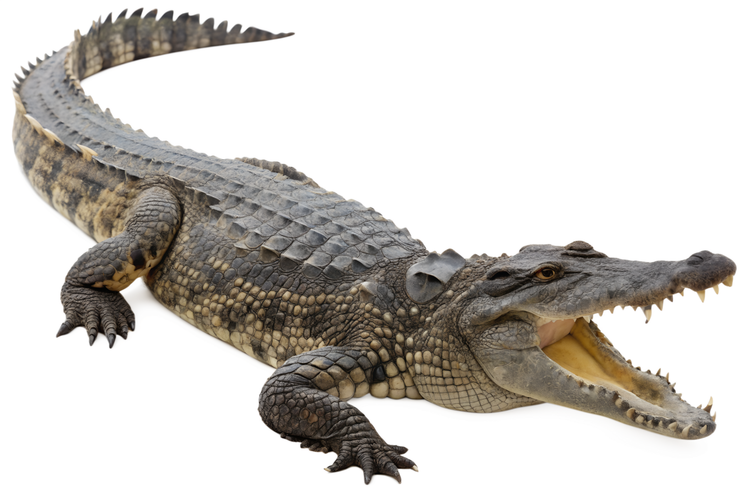 Fierce crocodile with sharp teeth and scaly skin isolated on the transparent background, wild reptile predator png