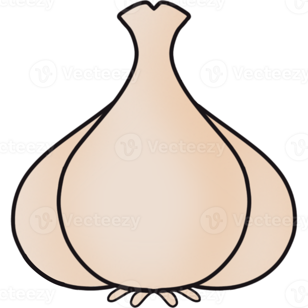 The illustration of a garlic png