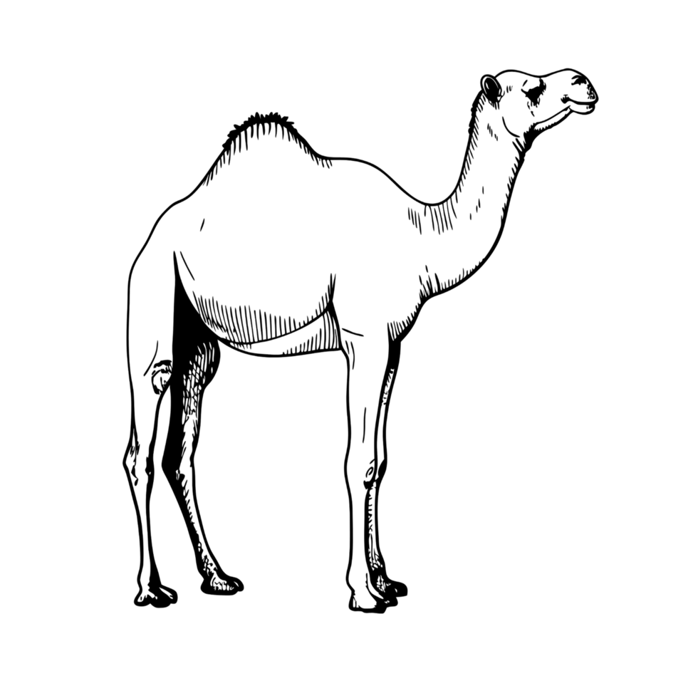 camel isolated on a transparent background. png