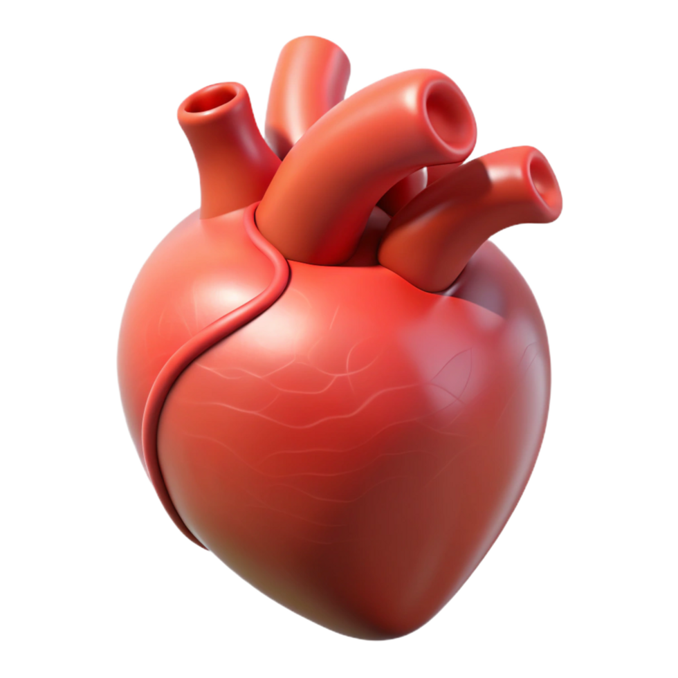 beautiful abstract Heart with anatomical accuracy, authentic png