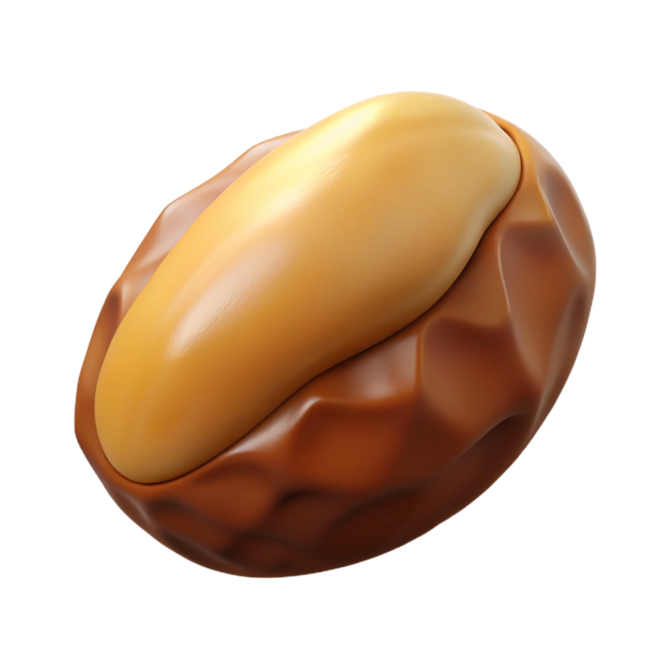 elegant artistic Brazil nut professional png