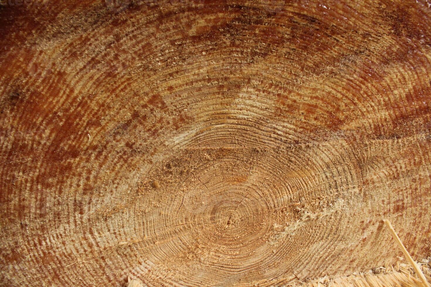 A very close-up of a cut of a tree. Natural wood background photo