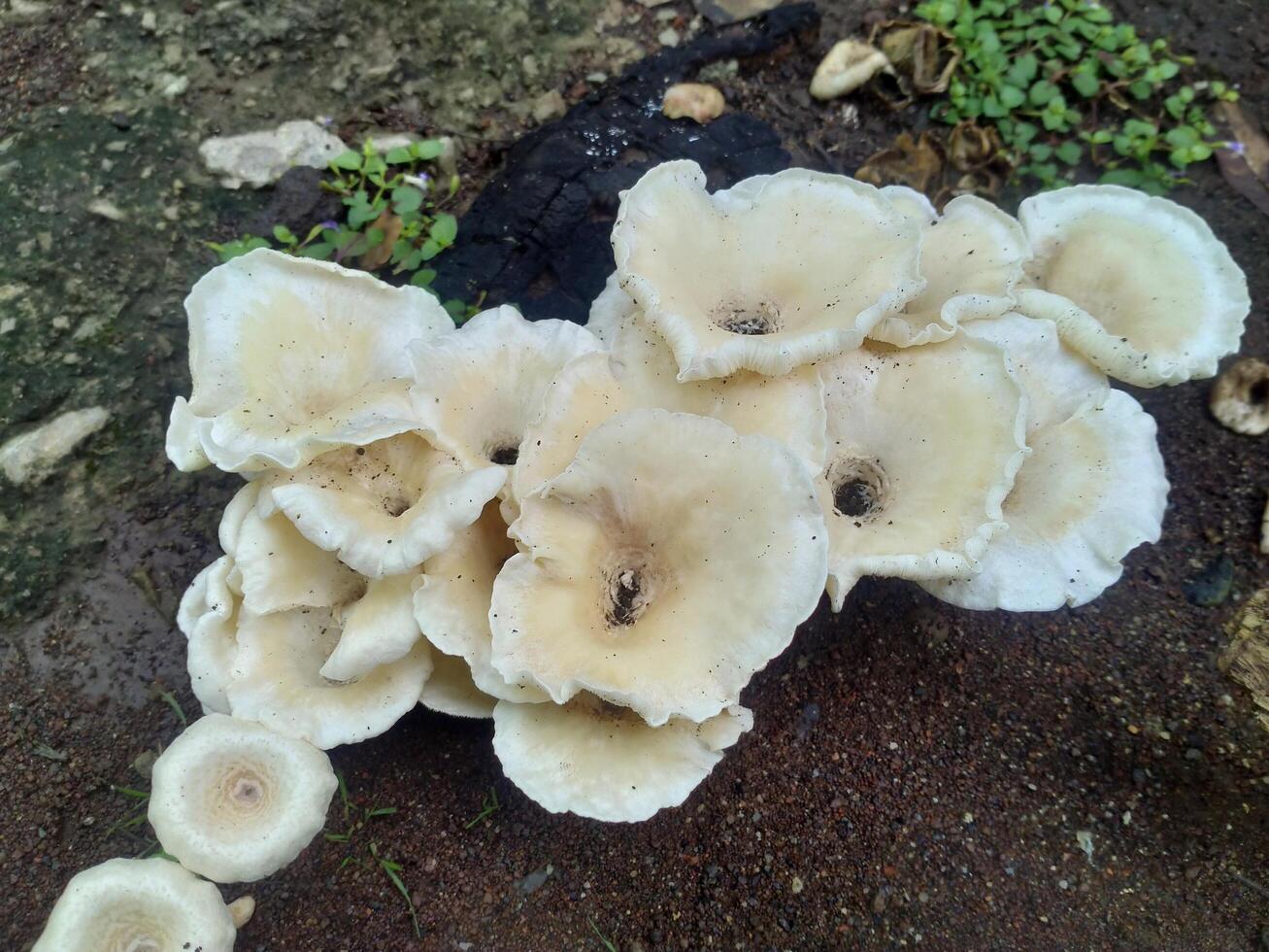 Mushroom in the forest photo